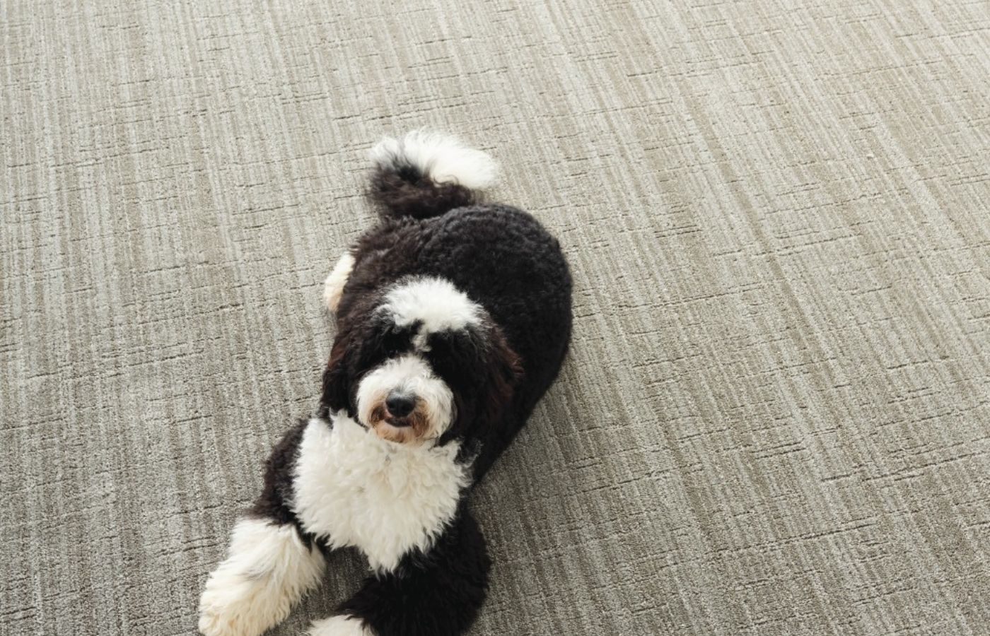 Steinbach's Flooring Canada dog laying on carpet
