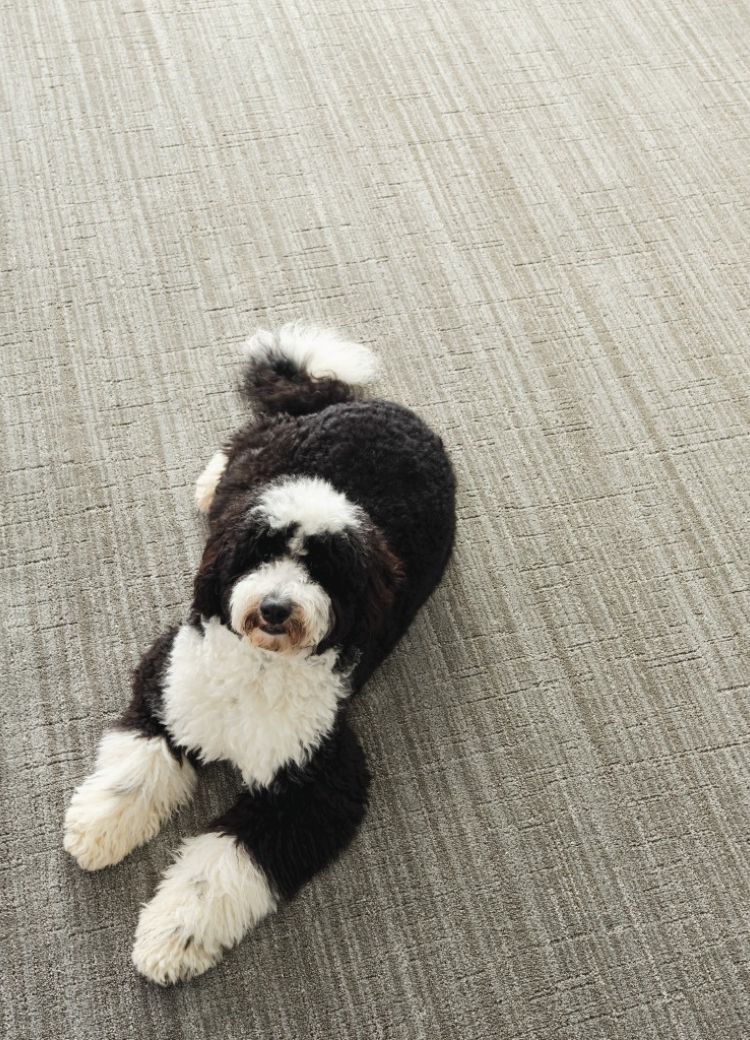 Steinbach's Flooring Canada dog laying on carpet