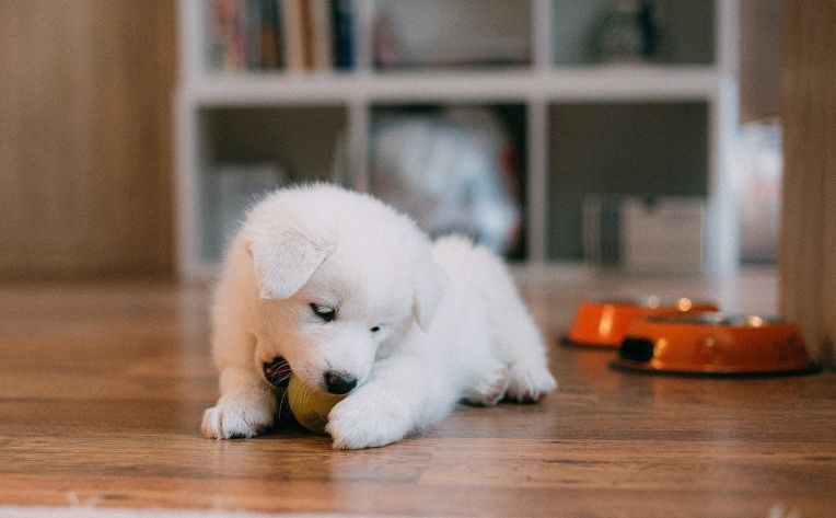 dog on pet friendly flooring